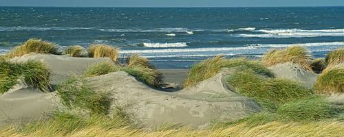 Les dunes de Westland surplombant la plage de la mer du Nord