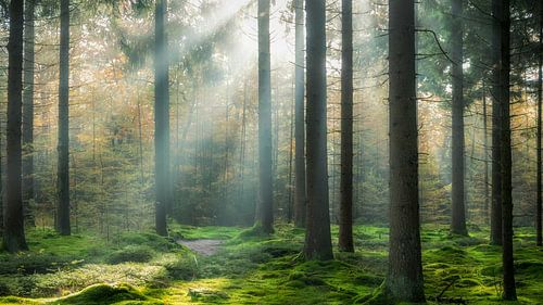 Zonnestralen in het bos.