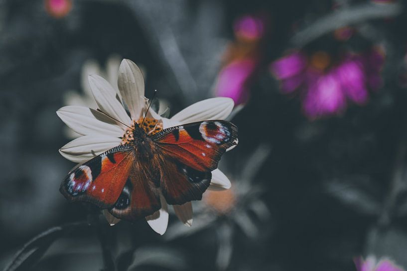 Mysteriöser Schmetterling von Dieuwke Slump