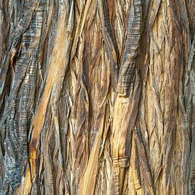 Detailfoto van een boom in Queensland, Australië van Corrie Post