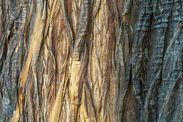 Detailfoto van een boom in Queensland, Australië van Corrie Post