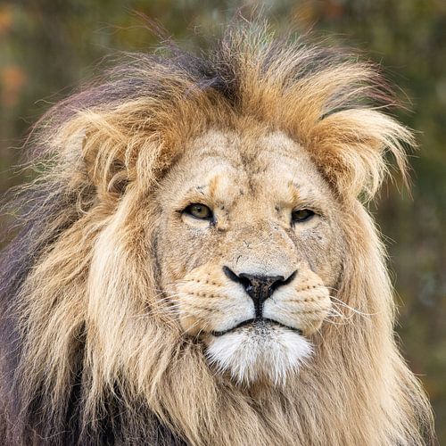 Majesty in Silence