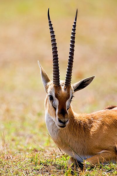 La gazelle de Thompson par Peter Michel