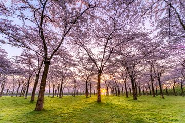 Blossom park in spring by Remco Piet