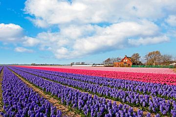 Bloeiende narcissen velden in de lente bij Lisse in Nederland van Eye on You
