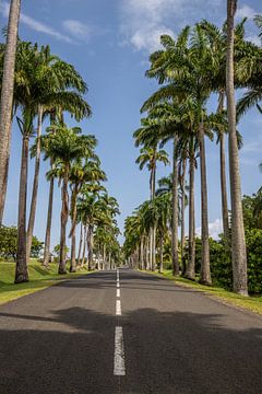 l’Allée Dumanoir, Palmen Allee in der Karibik auf Guadeloupe von Fotos by Jan Wehnert