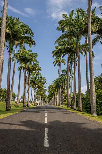 l'Allée Dumanoir, palmenlaan in het Caribisch gebied op Guadeloupe