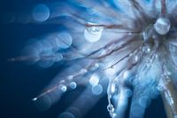 Atmosphäre oder technische Perfektion