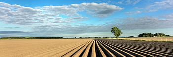 Kartoffelreihen in Groningen