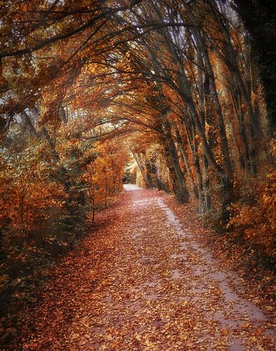 Herfst in De Gavers 3