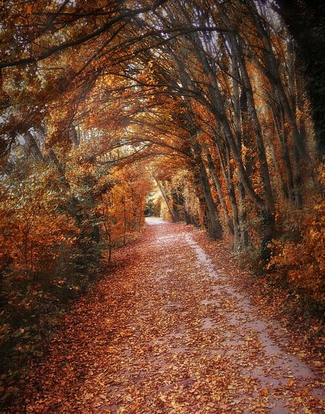 L'automne à Gavers 3 par Maickel Dedeken