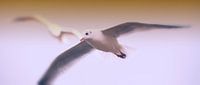 seagul