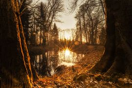 Das Fenster zum Wald von Mariska Stam