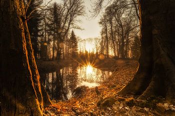 Das Fenster zum Wald