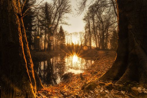 Das Fenster zum Wald