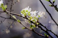 Spring cherry blossom