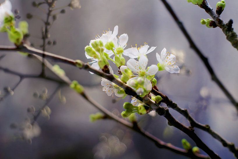 Spring cherry blossom by Marianna Pobedimova