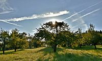 een weide met appelbomen in de lentezon