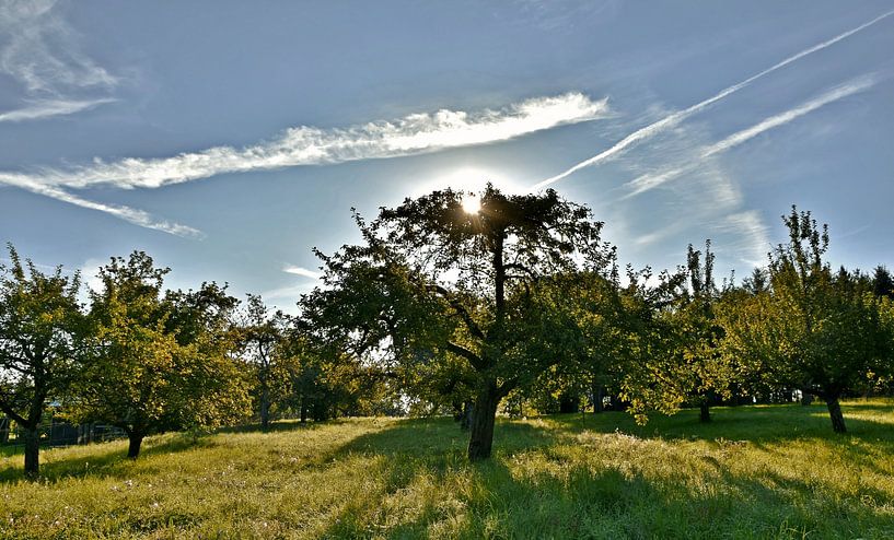 een weide met appelbomen in de lentezon van Werner Lehmann