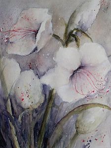 Weiße Amaryllis
