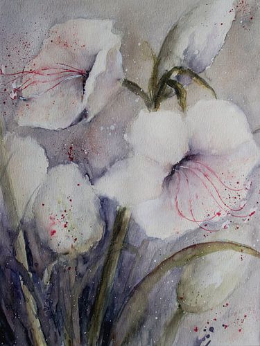 Witte Amaryllis