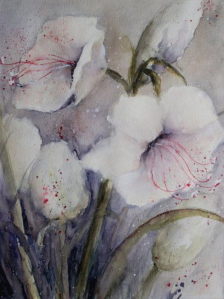 White Amaryllis by Christine Nöhmeier