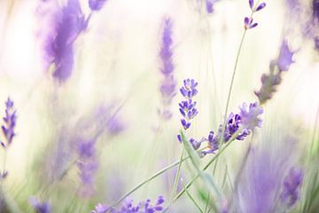 Lente met paarse bloemetjes van Marit Hilarius