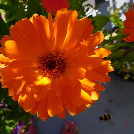 "Wij houden van Oranje"  van Monique Bas