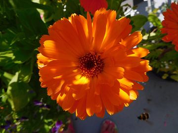 "Wij houden van Oranje"