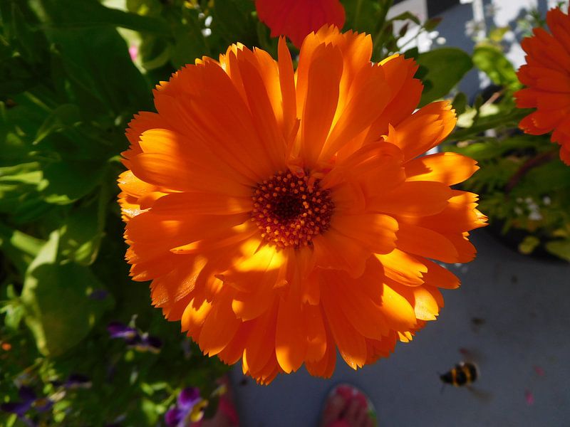 &quot;Wij houden van Oranje&quot;  by Monique Bas