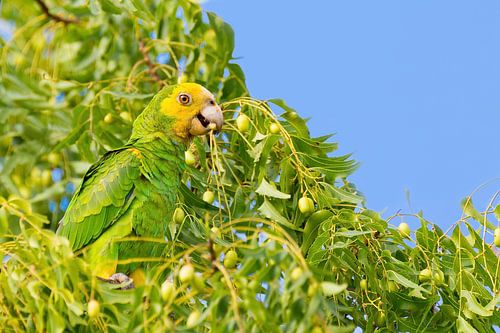 Geelvleugelamazone papegaai in top van boom met groene bladeren en vruchten
