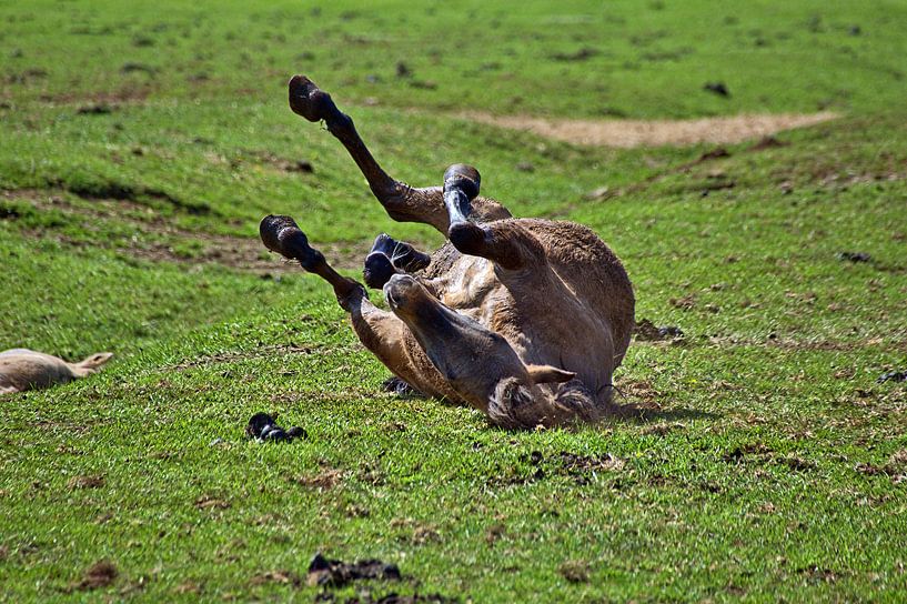 Wohlfühlen van Edgar Schermaul