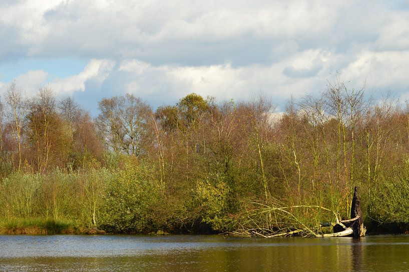 fallen tree on the water by Joke te Grotenhuis