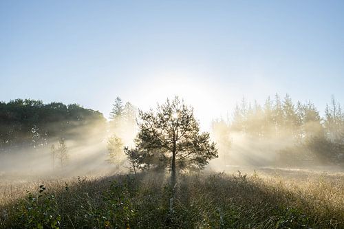 Zonsopkomst Drouwenerveld - Drenthe, Nederland