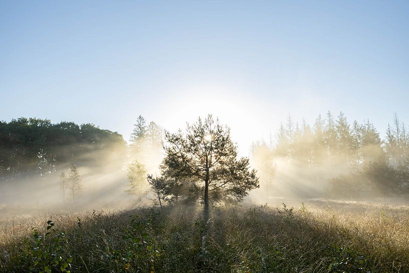 Sonnenaufgang Drouwenerveld - Drenthe, Niederlande von Wandeldingen