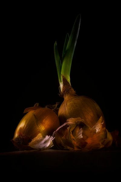 Life by Erik van Tienhoven van Weezel