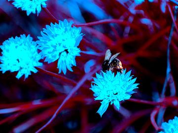 Blue bees