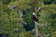 Bald eagle in nature von Menno Schaefer Miniaturansicht