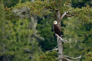 Een Amerikaanse zeearend