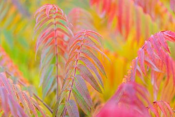 Herbsttraum von Rainer Mirau