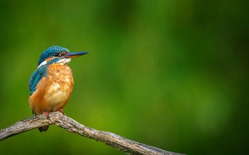 martin-pêcheur sur Andy van der Steen - Fotografie