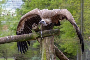 Ready for take-off by Harm-Jan Martens