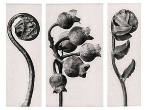 Karl Blossfeldt - Polypodiaceae Aspidieae 02