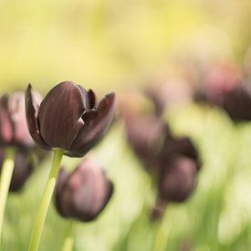 Dromen over de pracht van lente.  van Sungi Verhaar