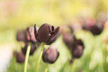 Dromen over de pracht van lente.  van Sungi Verhaar