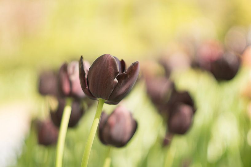 Dromen over de pracht van lente.  par Sungi Verhaar