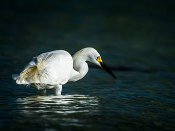 Snowy egret by Hennie Zeij