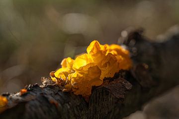 Yellow quaking fungus on oak branch