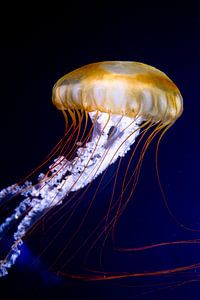 Pacifische kompaskwallen (Chrysaora fuscescens)