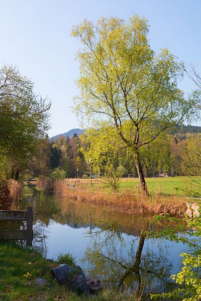 Schlierach in de lente, weerspiegelende berk in het water van SusaZoom